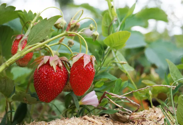 在绿色的背景板上草莓的红色浆果 — 图库照片