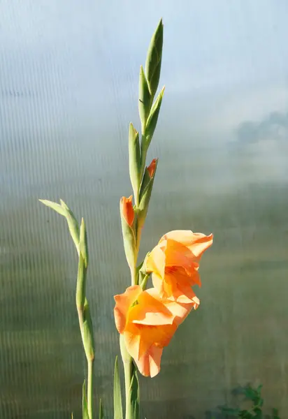 Rosa gladiolo su sfondo chiaro — Foto Stock