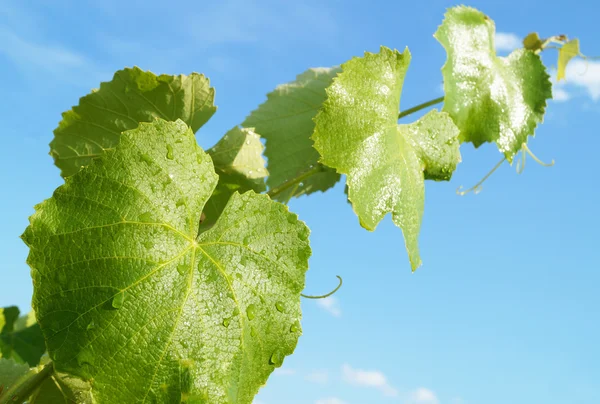 Groene tak van de wijnstok van druivenmost op achtergrond blauwe hemel — Stockfoto