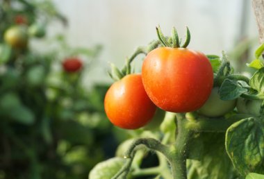 kırmızı domates yeşil dalı