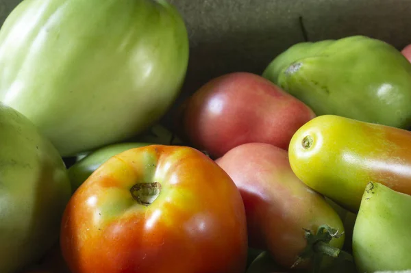 Tomates Vermelhos Verdes Close Fundo Escuro Colheita Período Outono — Fotografia de Stock