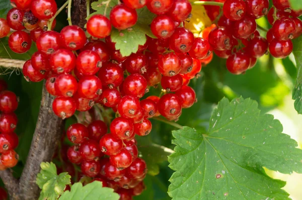 Zweig Der Roten Johannisbeere Auf Grünem Blatt Natürlicher Hintergrund Mit — Stockfoto