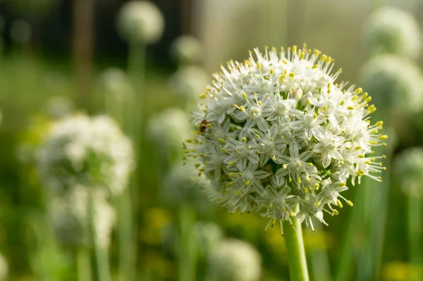 Blossom Green Pommel Garden Beautiful Background Year Solar Day — Stock Photo, Image