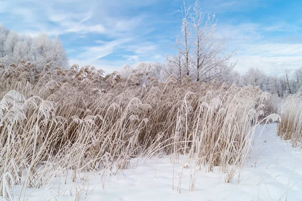 Сельский Пейзаж Зимнее Время Фоне Синего Неба Облаками Естественный Фон — стоковое фото