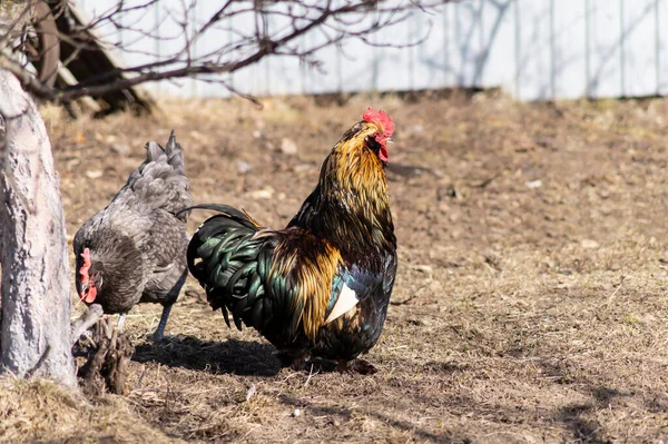 Beautiful Rooster Farm Sunny Day Pets Spring — стоковое фото