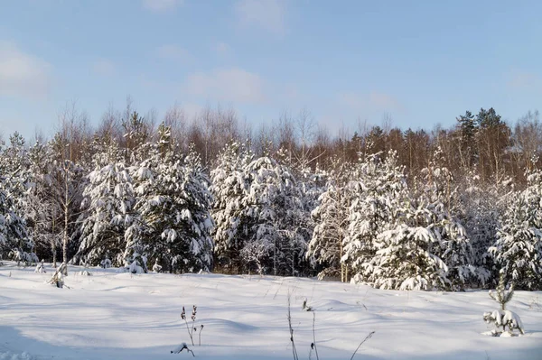 Zimowy Krajobraz Drewnem Tle Nieba Chmurą Piękna Przyroda Słoneczny Dzień — Zdjęcie stockowe