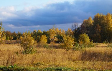 Güzel bir ağacı olan sonbahar manzarası. Güneşli bir günde kırsal kesimde doğa                        