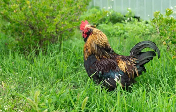 Egy Gyönyörű Kakas Zöld Füvön Kertben Házimadarak Nyáron — Stock Fotó