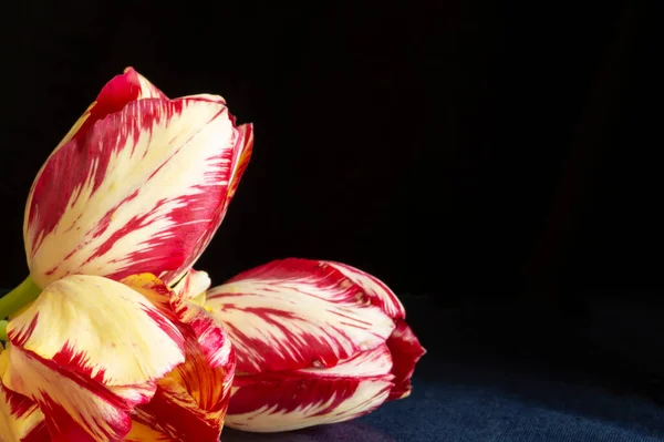 Belle Tulipe Fleurie Avec Reflet Bleu Verre Fleur Printemps Sur — Photo