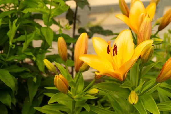 Flor Amarela Lily Jardim Folha Verde Fundo Fundo Natural Com — Fotografia de Stock