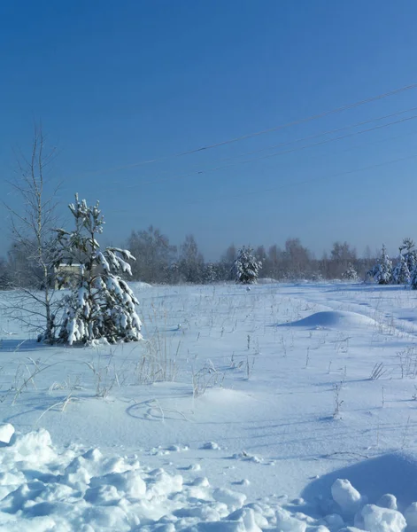 Vinterlandskap Med Tallskog Blå Himmel Bakgrund Skönhet Naturen Solig Dag — Stockfoto