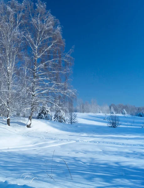 Winter Landscape Birch Forest Sunny Day Beauty Nature White Snow — Stock Photo, Image