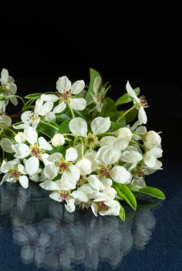 Masanın üzerinde yansıması olan çiçek açan bir armut dalı. Siyah arka planda baharda beyaz çiçek