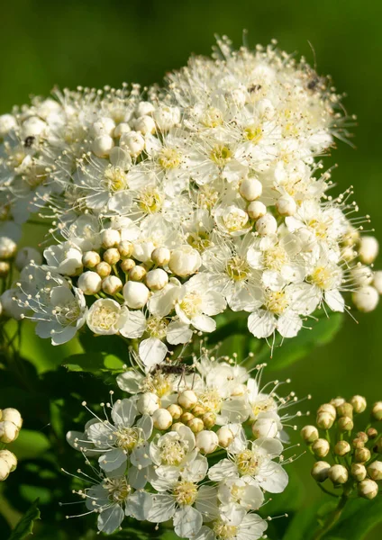 Flowering Spirea Bush Green Background Spring Beautiful Natural Background Sunny — Stock Photo, Image