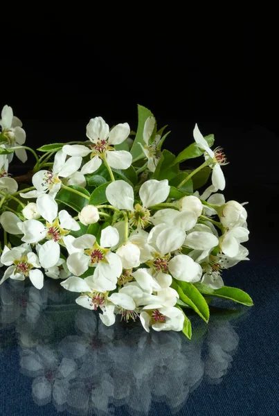Masanın üzerinde yansıması olan çiçek açan bir armut dalı. Siyah arka planda baharda beyaz çiçek