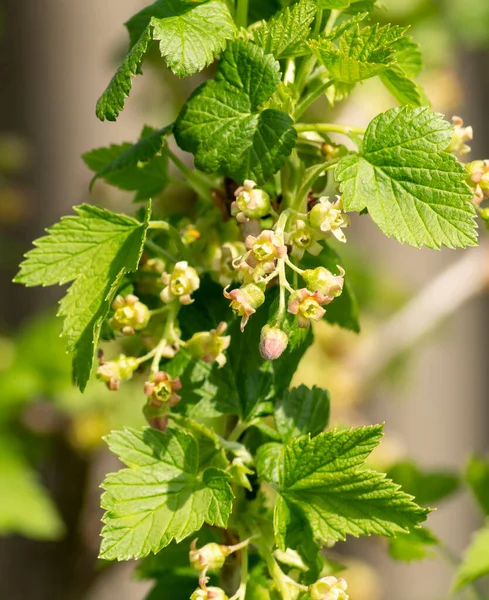 Currant Blossom Garden Sunny Day Beautiful Natural Background Spring Time — Stock Photo, Image