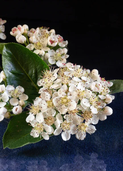 Blossom Black Rowanberry Black Background Reflection White Flower Spring Length — Stock Photo, Image