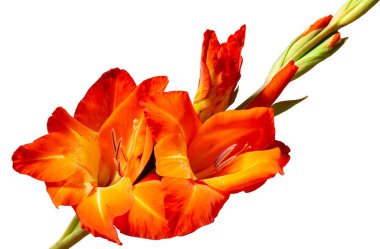 Beyaz arka planda yeşil yapraklı kırmızı gladiolus. Güzellik doğada var. İlkbaharda açan Bud