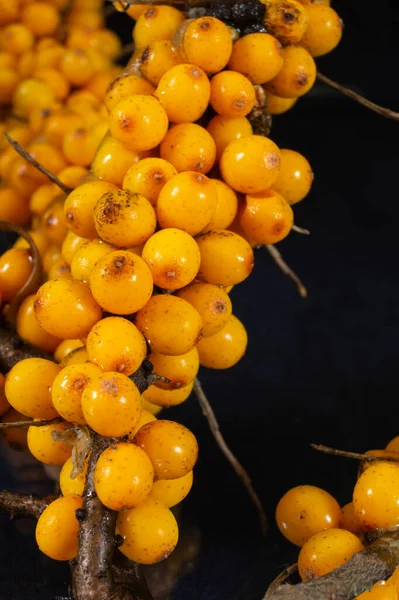 Branch Ripe Sea Buckthorn Autumn Season Food Black Background — Stock Photo, Image