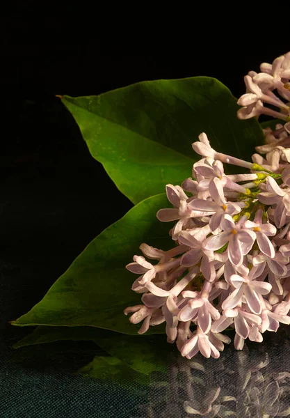 黒を背景に反射した花ライラック 春の長さの開花庭 — ストック写真