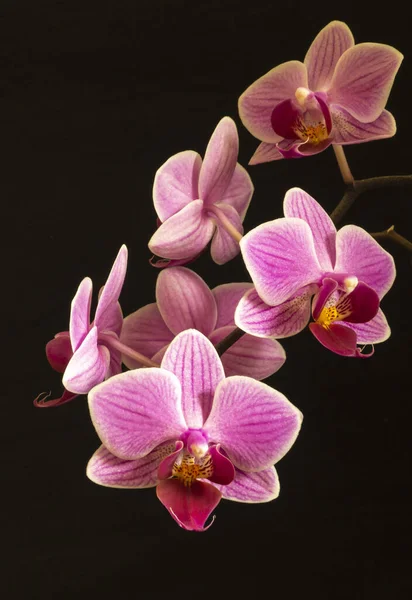 Ramo Com Flor Das Orquídeas Sobre Fundo Preto Fundo Natural — Fotografia de Stock