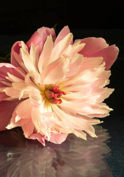 Çiçek Şakayığı Siyah Arka Planda Yükseldi Bahar Mevsiminde Gelişen Çiçek Telifsiz Stok Imajlar