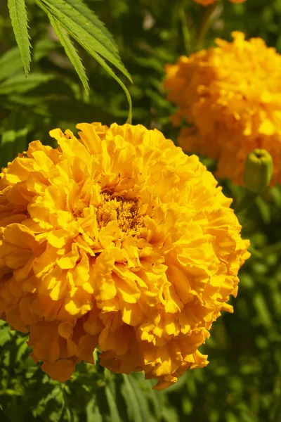 Tagete Erecta Sfondo Foglio Verde Giardino Anno Sfondo Naturale Con — Foto Stock