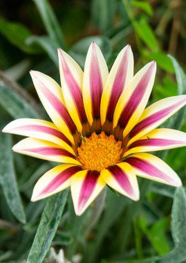 Çiçek Gazania yeşil arka plan sayfasındaki yılda Bahçe büyür