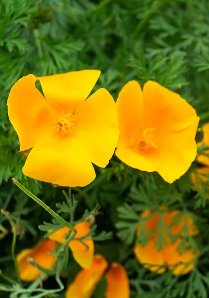Sfondo Naturale Con Fiore Arancione Sfondo Foglio Verde Giardino — Foto Stock