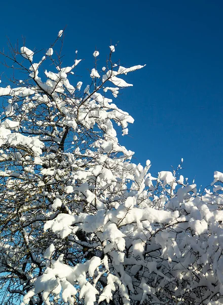 Gałęzie Drzewa Śniegu Tle Niebieskiego Nieba Słoneczny Dzień Zimie — Zdjęcie stockowe