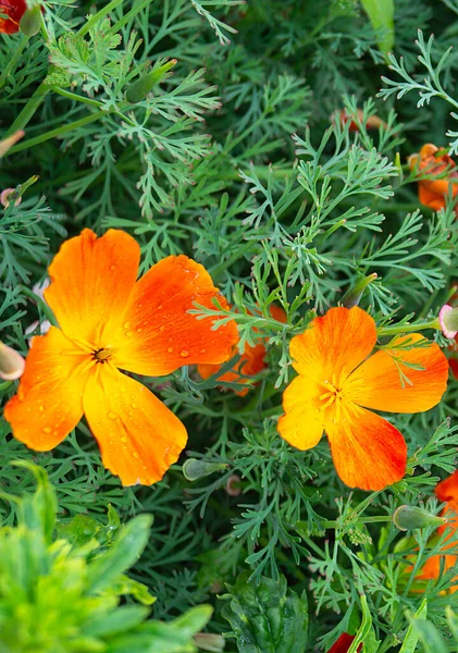 Bel Fiore Arancione Sfondo Dell Erba Verde Cresce Giardino Prima — Foto Stock