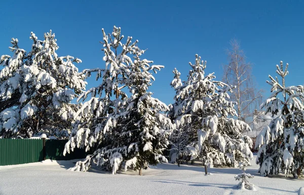 Vinterlandskap Med Tallar Landet Skönhet Naturen Mot Den Blå Himlen — Stockfoto