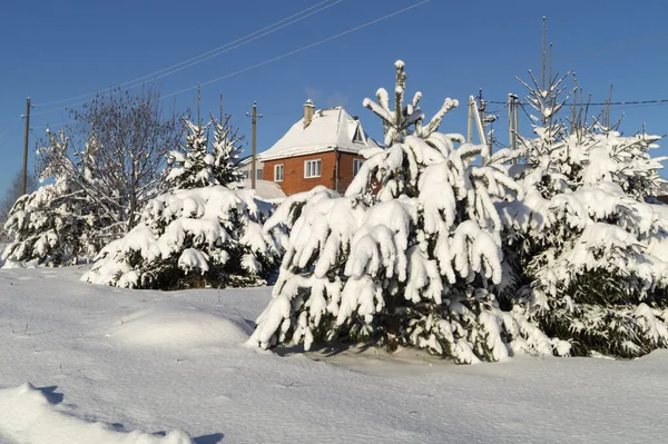 Εξοχικό Ένα Πευκοδάσος Χειμώνα Όμορφο Τοπίο Ενάντια Στον Γαλάζιο Ουρανό — Φωτογραφία Αρχείου