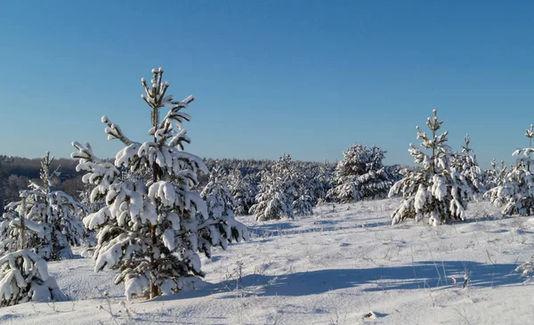 Kiefernwald Winter Vor Blauem Himmel Schöne Landschaft Einem Sonnigen Tag — Stockfoto