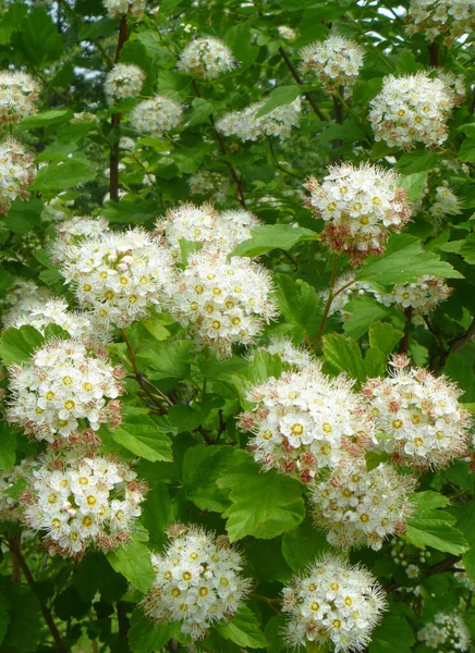 Майский Куст Spirea Цветет Весенний Период Времени Естественная Красота Естественном — стоковое фото