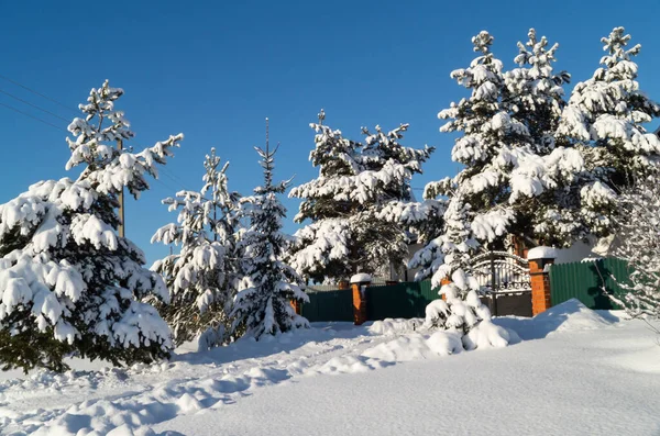 Zimní Krajina Borovicí Venkově Krása Přírodě Proti Modré Obloze — Stock fotografie