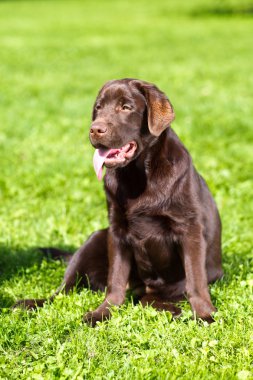 Yeşil çimenlerin üzerinde oturan genç çikolata labrador retriever