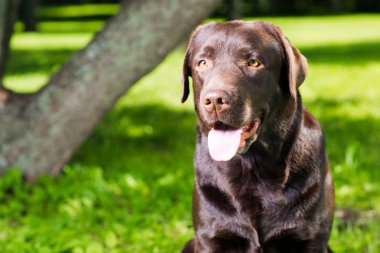 parkta oturan genç çikolata labrador retriever