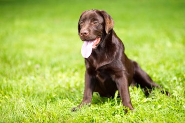 Yeşil çimenlerin üzerinde oturan genç çikolata labrador retriever