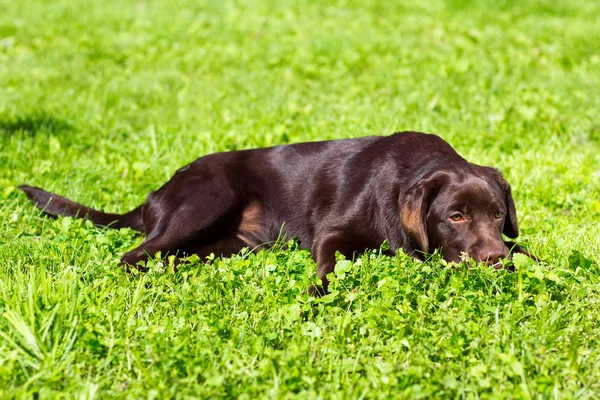 Jovem labrador de chocolate retriever deitado na grama verde — Fotografia de Stock