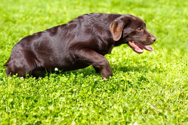 Jeune labrador chocolat récupérateur couché sur l'herbe verte — Photo