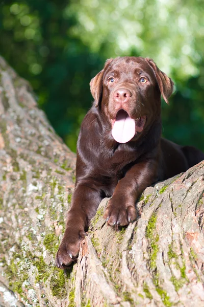 Giovane labrador di cioccolato recuperatore seduto su un albero nel parco — Foto Stock