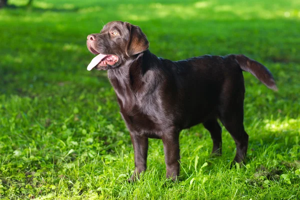 緑の芝生の上に立って若いチョコレート ラブラドル ・ レトリーバー犬 — ストック写真