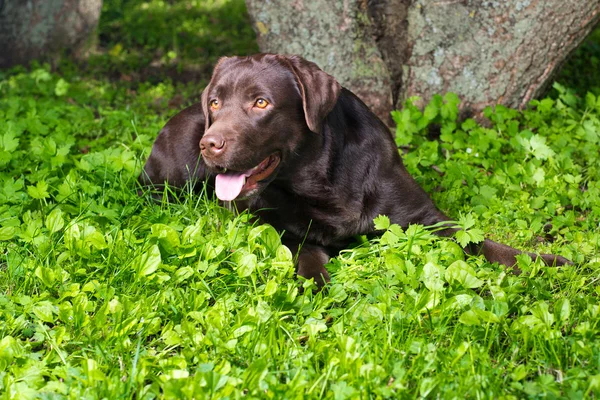 Jonge chocolade labrador retriever liggend op groen gras — Stockfoto