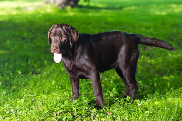 Jonge chocolade labrador retriever staande op groen gras — Stockfoto