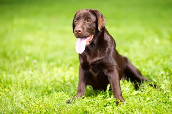 Mladý čokoládový Labradorský retrívr sedící na zelené trávě — Stock fotografie