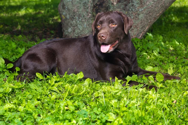 Giovane labrador cioccolato recuperatore sdraiato su erba verde — Foto Stock