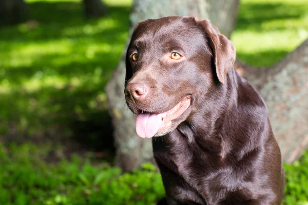 Giovane labrador di cioccolato seduto in un parco — Foto Stock