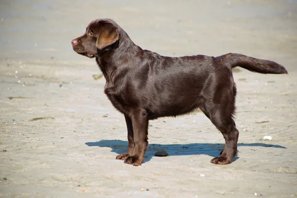 海の海岸の砂の上に立っている若いチョコレート ラブラドル ・ レトリーバー犬 — ストック写真