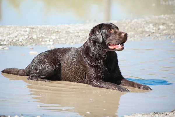 Młody czekoladowy labrador pies myśliwski, leżącego w kałuży — Zdjęcie stockowe